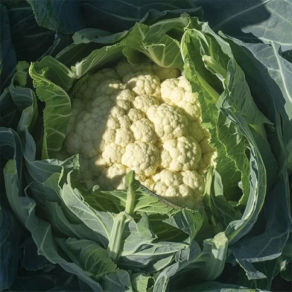 Свежий кочан цветной капусты на фоне зеленых листьев. - ГОХАН