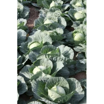 Поле капусты сорта ГОЛДЕН КРОСС F1