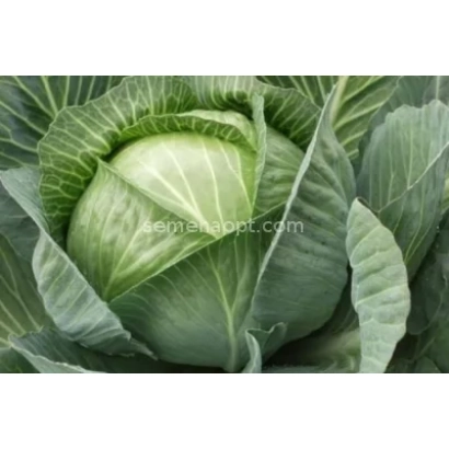 Свежая капуста, крупный план - Горлица