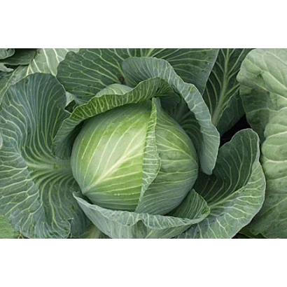 Свежая капуста ГРАЦИЯ