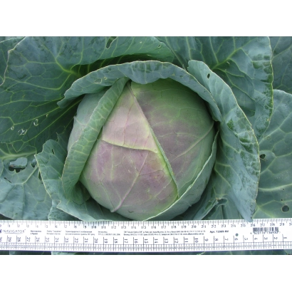 Свежая капуста сорта Грациела с линейкой для масштаба