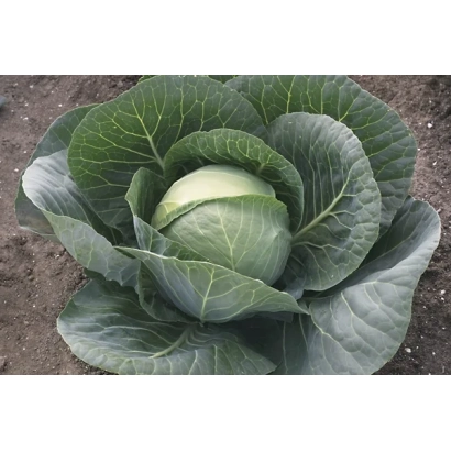 Свежая капуста на земле - ГРЕПАЛА