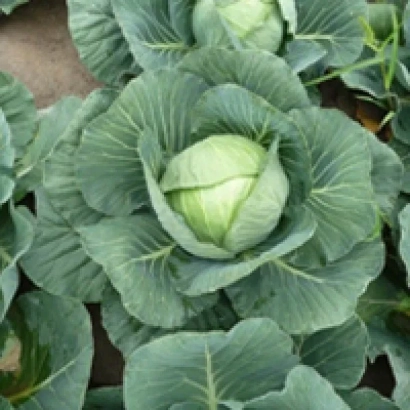 Свежая капуста Грин Флеш на грядке - ГРИН ФЛЭШ