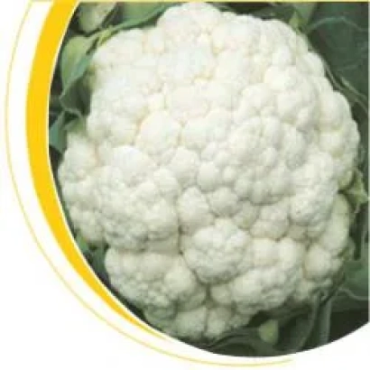 Белокочанная капуста на фоне с желтой дугой - Хельсинки F1