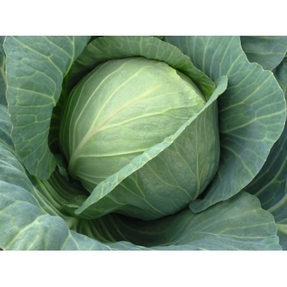 Свежая капуста сорта Хинова F1