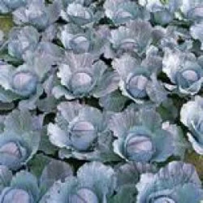 Поле капусты сорта Интро F1