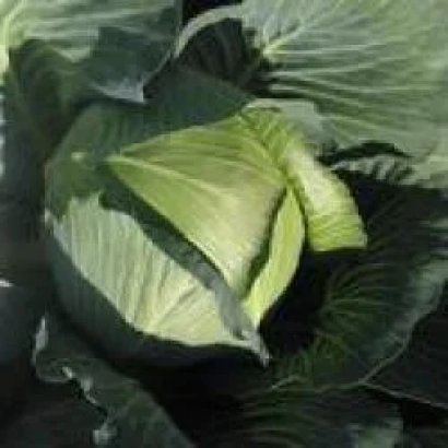 Свежая капуста сорта Итон F1 на грядке