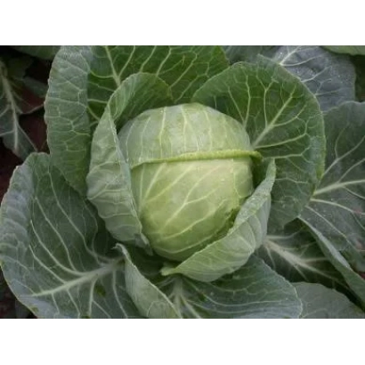 Свежая капуста Июньская 3200 на фоне зелени