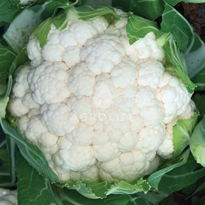 Белокочанная капуста на зеленой листве - ДЖАВА