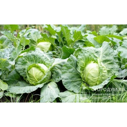 Свежая капуста в поле - КАБРИ