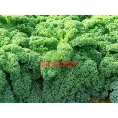 Свежая капуста сорта Кадет на грядке