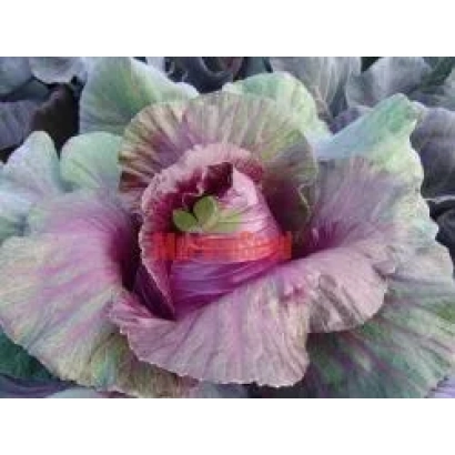 Кочан капусты сорта КАЛИ БОС с яркими фиолетово-зелеными листьями