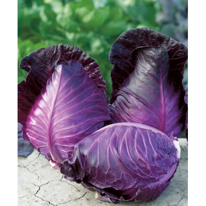Свежая красная капуста на земле - Калибос