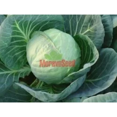 Капуста сорта MoravoSeed на фоне листьев - Калибро F1