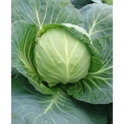 Свежая капуста Калібро F1 - Калибро F1