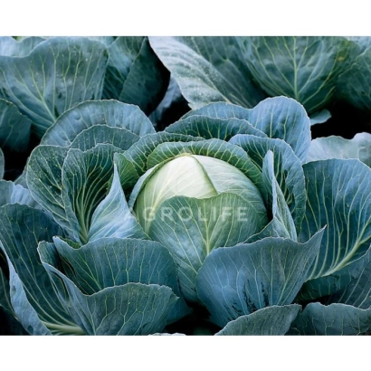 Капуста сорта Калорама F1