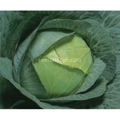 Свежая капуста Каллифлора - Камея