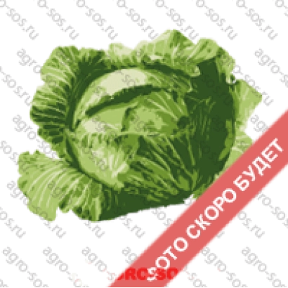 Свежая капуста на белом фоне с надписью «СКОРО БУДЕТ» - КАМПРА