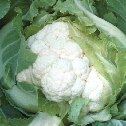 Белокочанная капуста сорта Кандид Шарм F1