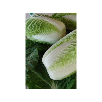 Свежая капуста Капитол F1