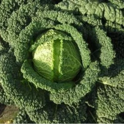 Свежая капуста Каприццио F1