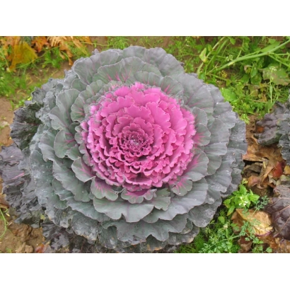 Розетка капусты Каприз на грядке