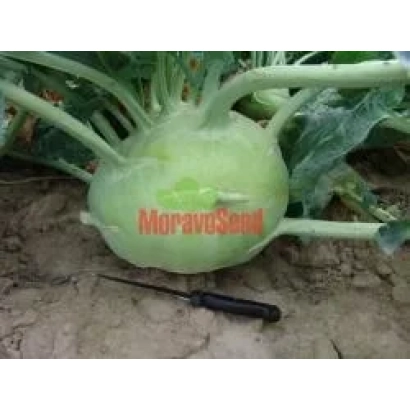 Семена капусты MoravoSeed на земле - Глобус