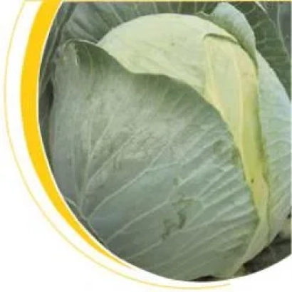 Капуста Castello F1 - Кастелло F1