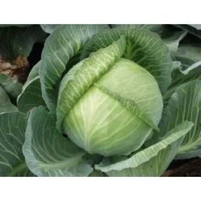Свежая капуста Кейд F1 на грядке