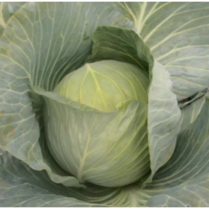 Свіжа капуста Кентавр