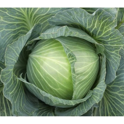 Свежая капуста КЕПЛЕР