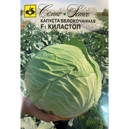 Семена капусты белокочанной F1 Киластоп на фоне грядки