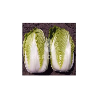 Two heads of Kinka F1 cabbage on a dark background