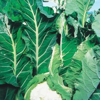 Свіжа капуста з великими зеленими листками - КЛ 650