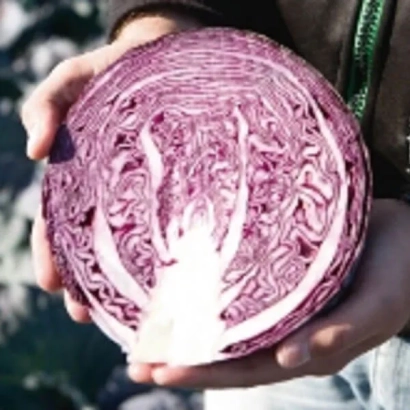 Красная капуста, нарезанная пополам, в руках человека - Климаро F1