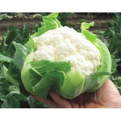 Свежая капуста брокколи в руке на фоне грядки - КЛИППЕР