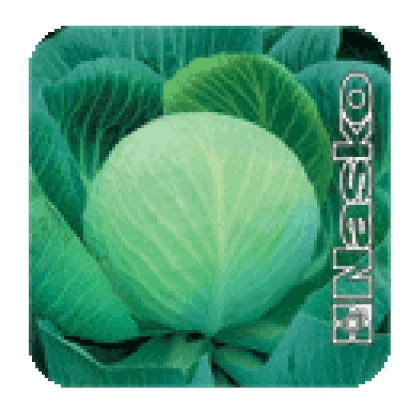 Капуста КОЛОБОК F1 на зеленом фоне