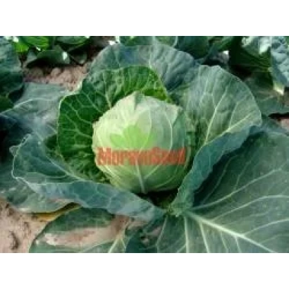 Кочан капусты на грядке с надписью МорковСид - КОЛОРИТ F1