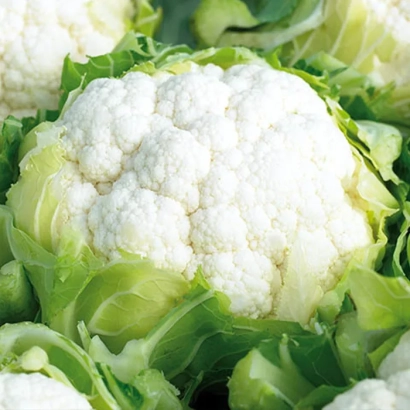 Свежая белокочанная капуста - КОНЦЕПТ