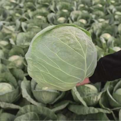 Рука держит свежую капусту на фоне грядки с капустой - КОНКЭРОР