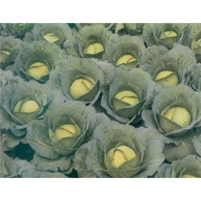 Грядка с капустой - КОНКИСТАДОР F1