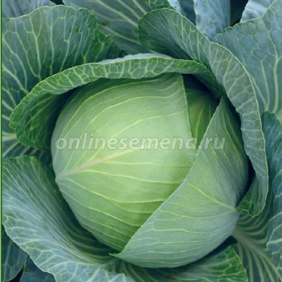 Свежая капуста сорта Континент
