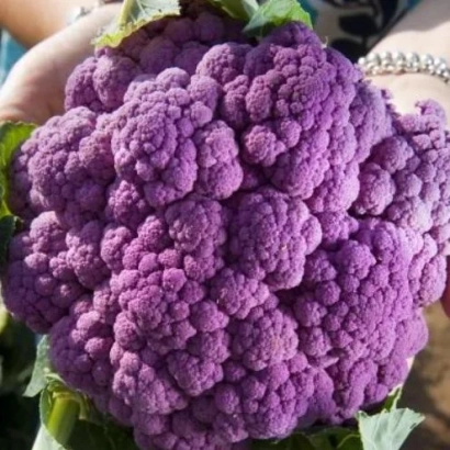 Свежий фиолетовый цветной капуста - КОРАЛЛЫ КЛАРЫ