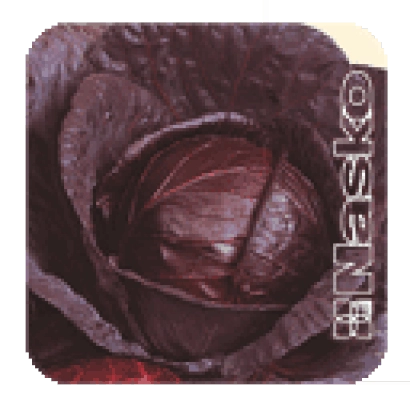 Крупный план капусты сорта Маско - КОРСАР F1