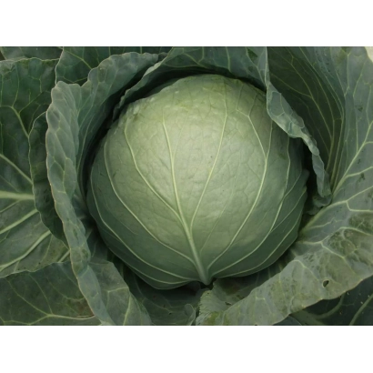 Свежая капуста Козак F1