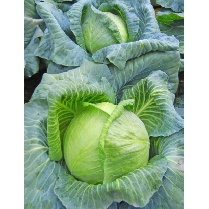 Свіжа капуста на грядці - КРАФТ
