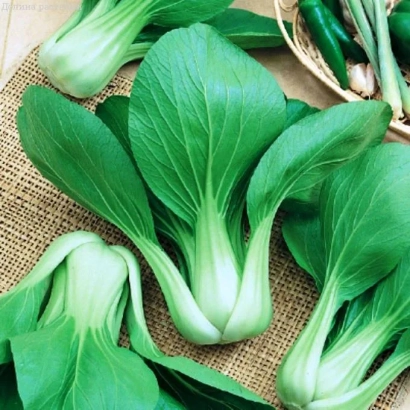 Fresh Chinese cabbage on burlap fabric - BEAUTY OF THE EAST