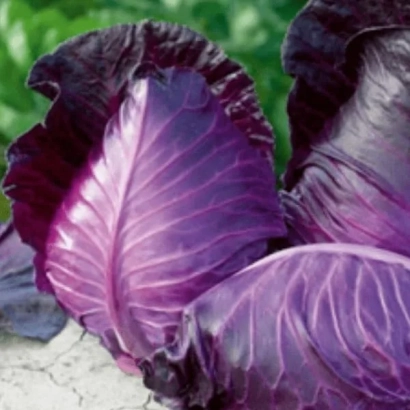 Свежая красная капуста КРАСНОЕ СЕРДЦЕ