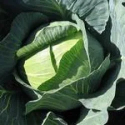 Свежая капуста, крупный план головки - Крауткайзер F1