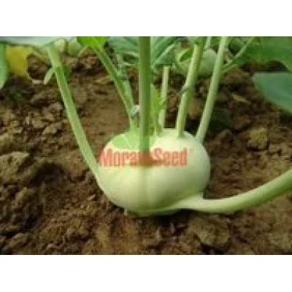 Кочан капусты сорта Morava Seed на грядке - КРЕФ F1